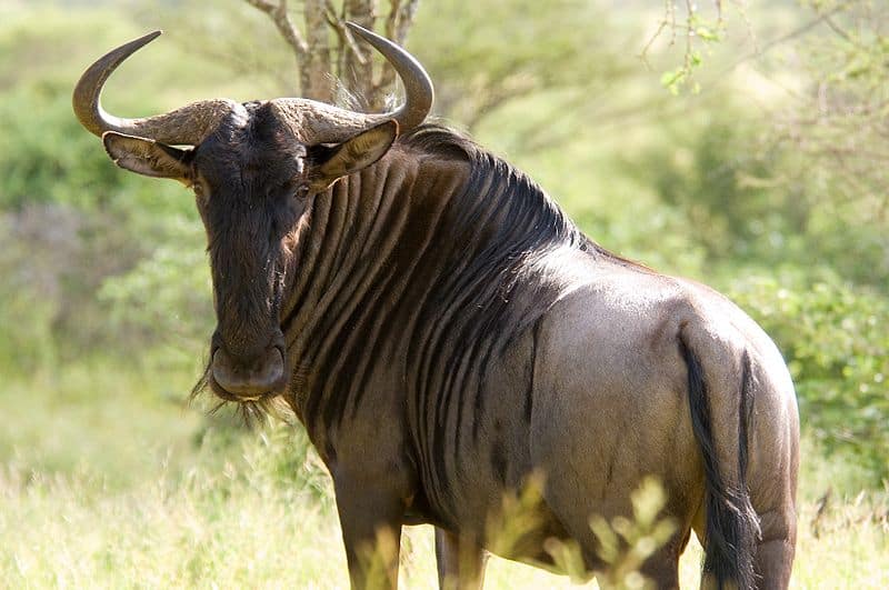 wildebeest