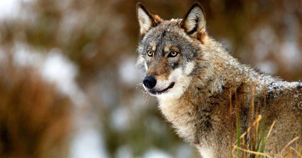 wolf