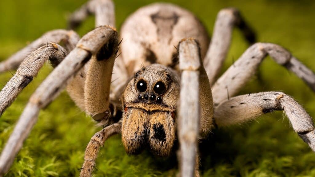wolf spider