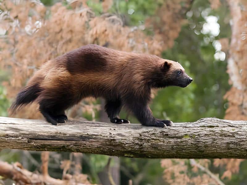 wolverine