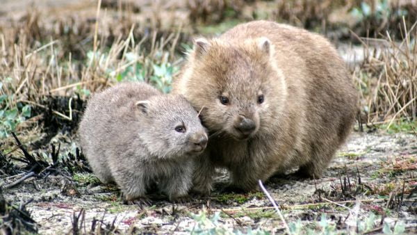 wombat