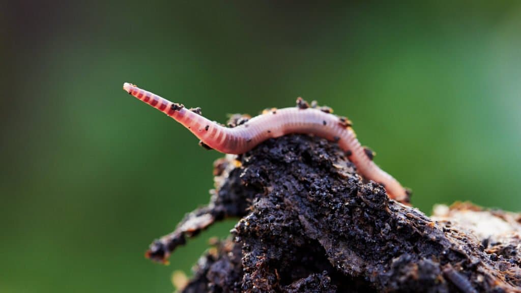 worm