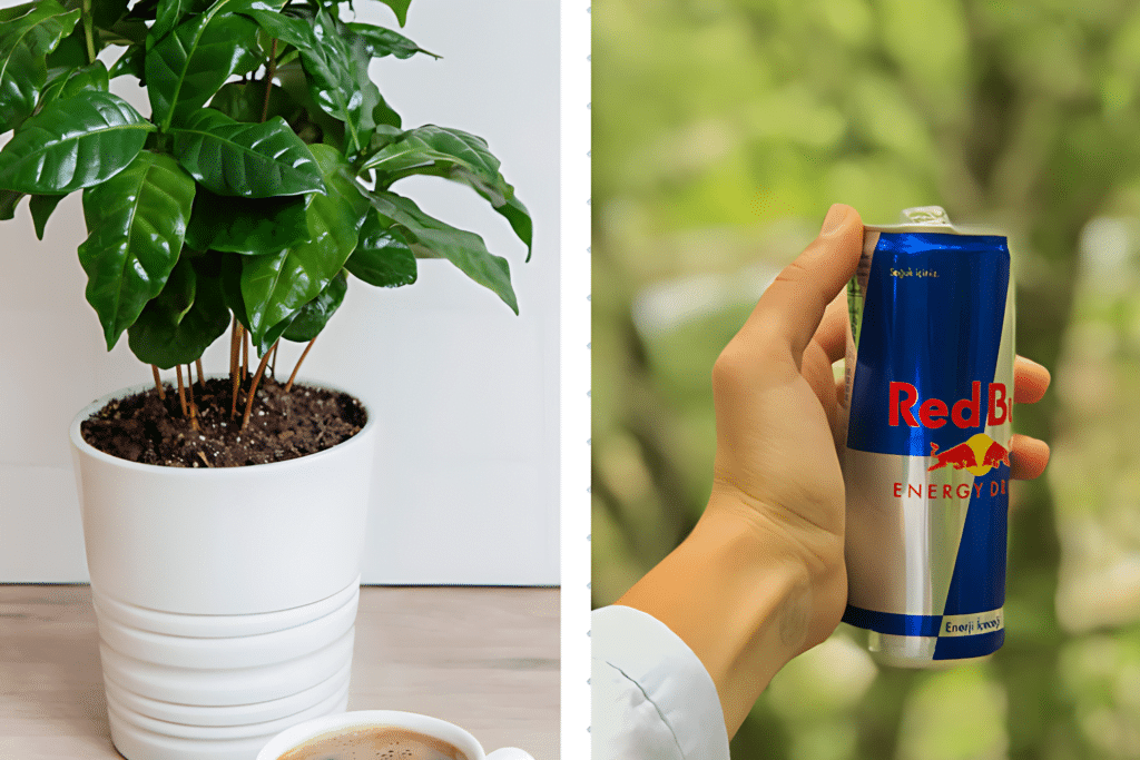 Coffee vs Red Bull