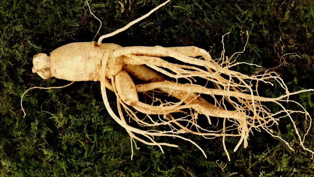 Ginseng Old Plant, New Tricks?