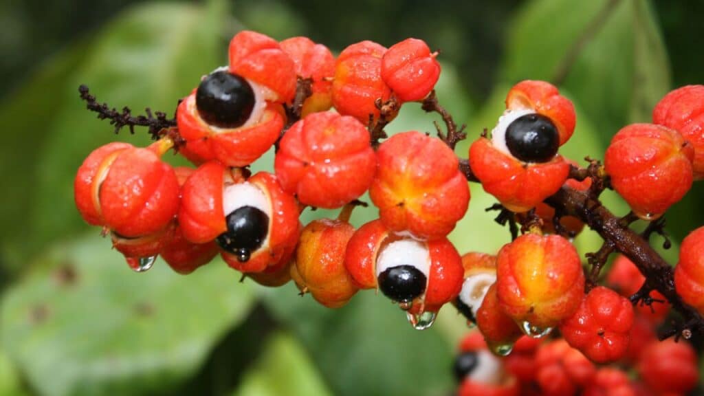 Guarana Extra Caffeine Kick