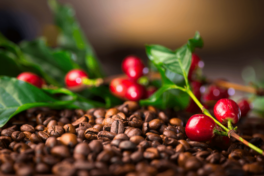 Role of Coffee Fruit in Bai Water