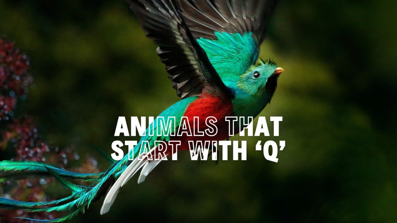 Animals That Start with the Letter Q