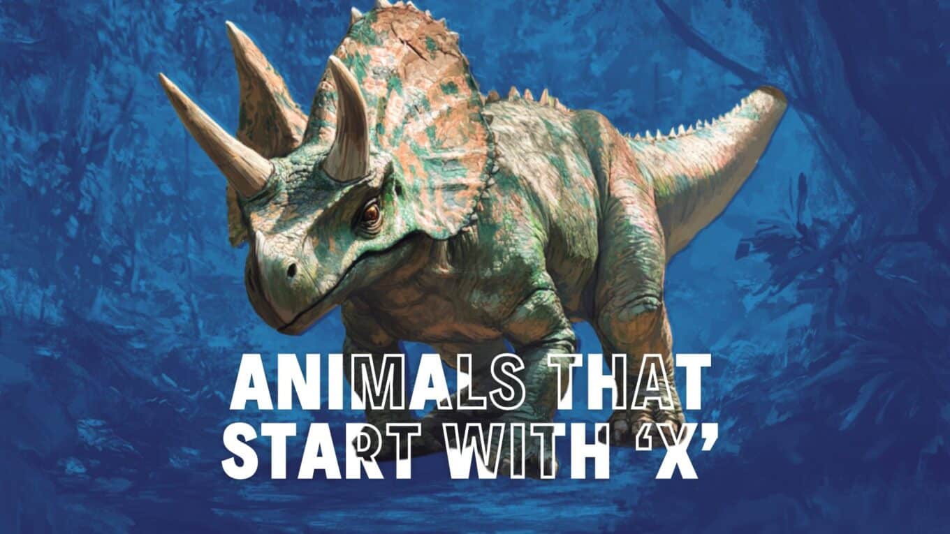 Animals That Start with the Letter X