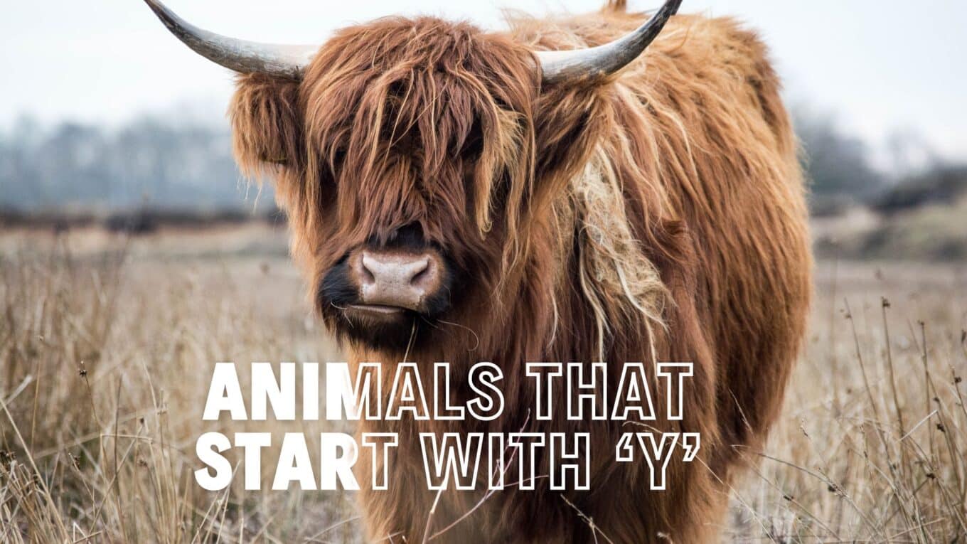 Animals That Start with the Letter Y