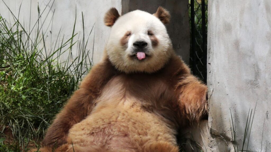 Qinling Panda