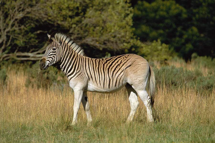 Quagga Zebra