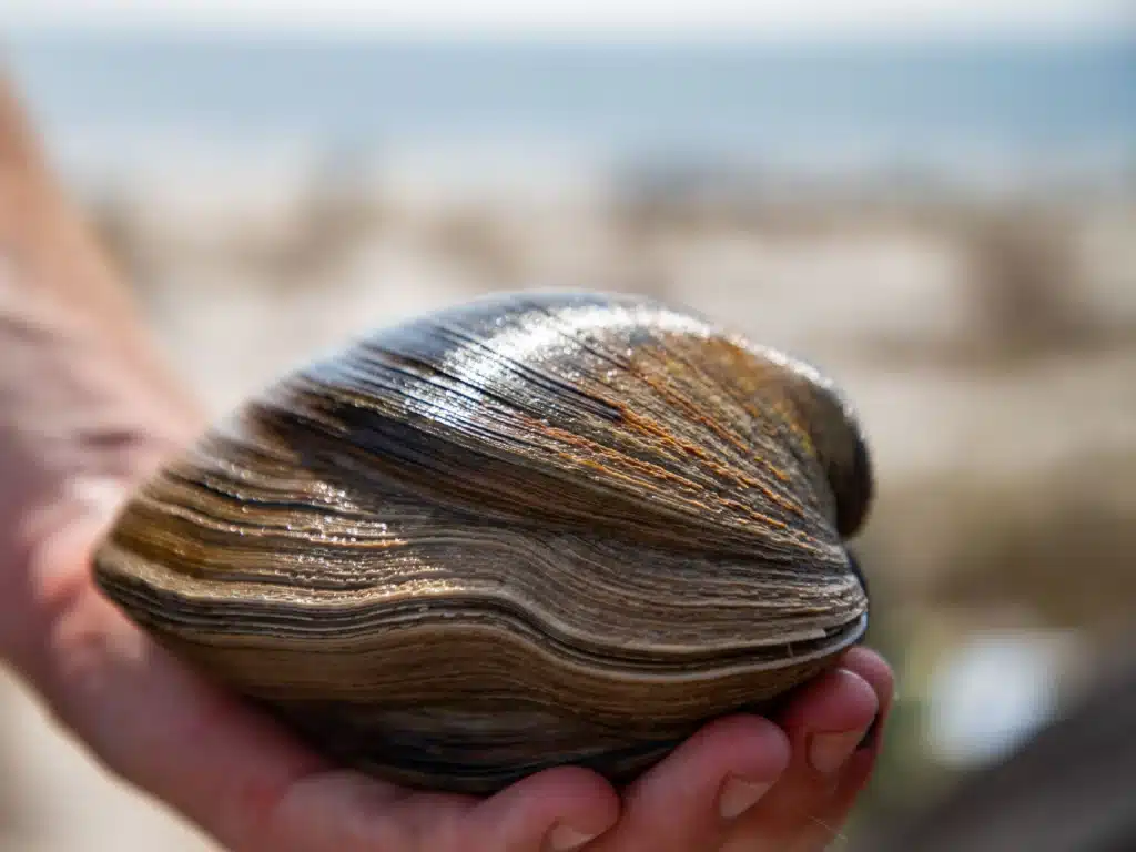 Quahog Clam