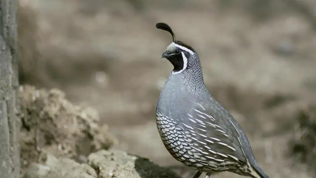 Quail