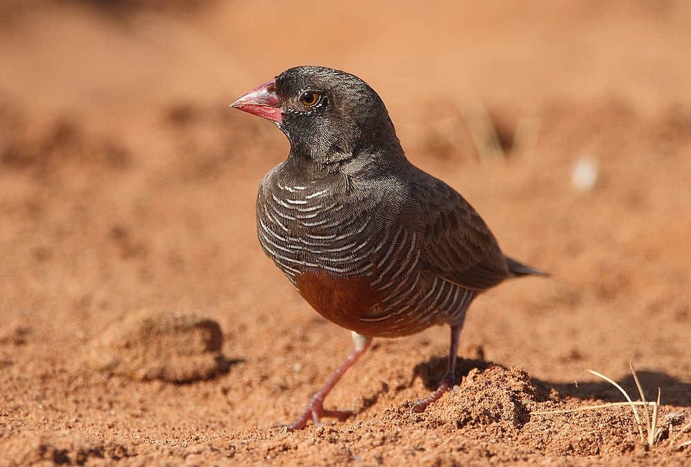 Quailfinch