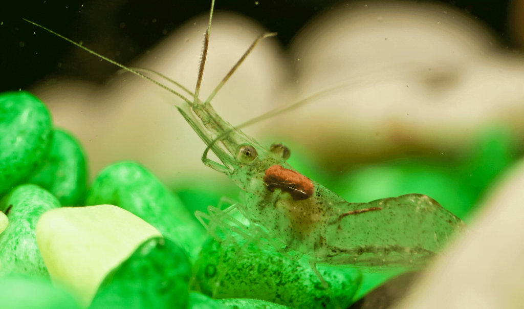 Quaker Shrimp