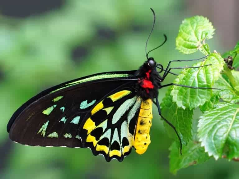 Queen Alexandra’s Birdwing Butterfly