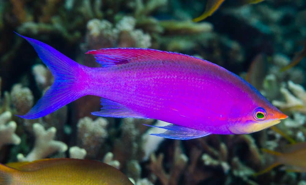 Queen Anthias