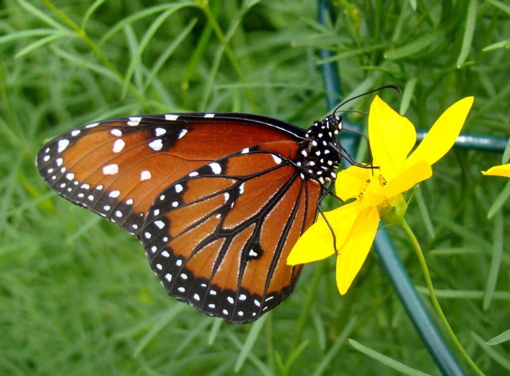 Queen Butterfly