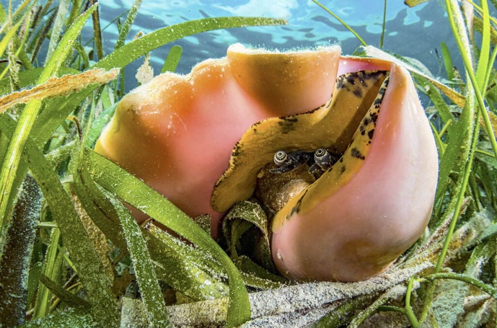 Queen-Conch