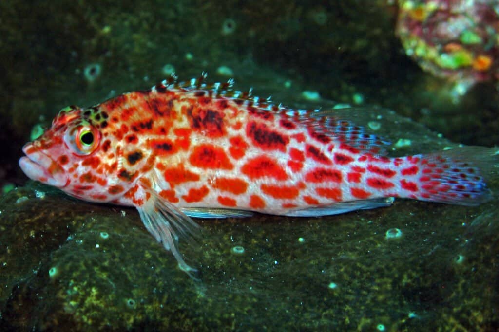 Queen Hawkfish