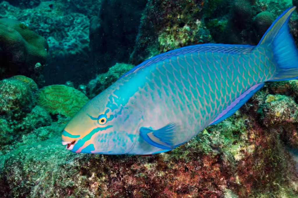 Queen Parrotfish