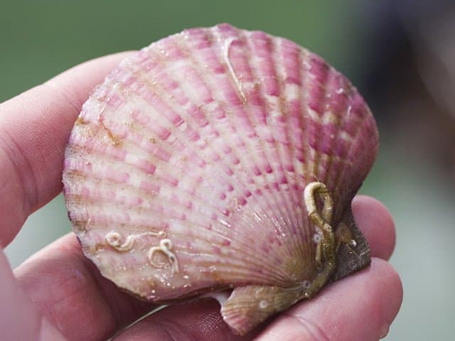 Queen Scallop