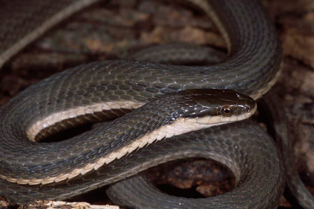 Queen Snake