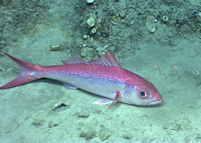 Queen Snapper