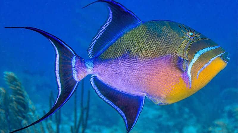 Queen Triggerfish
