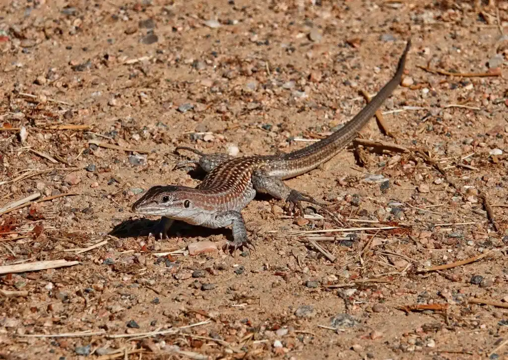 Queen Whiptail