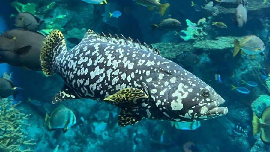 Queensland Grouper