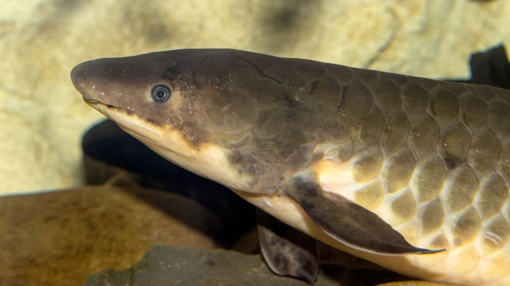 Queensland Lungfish