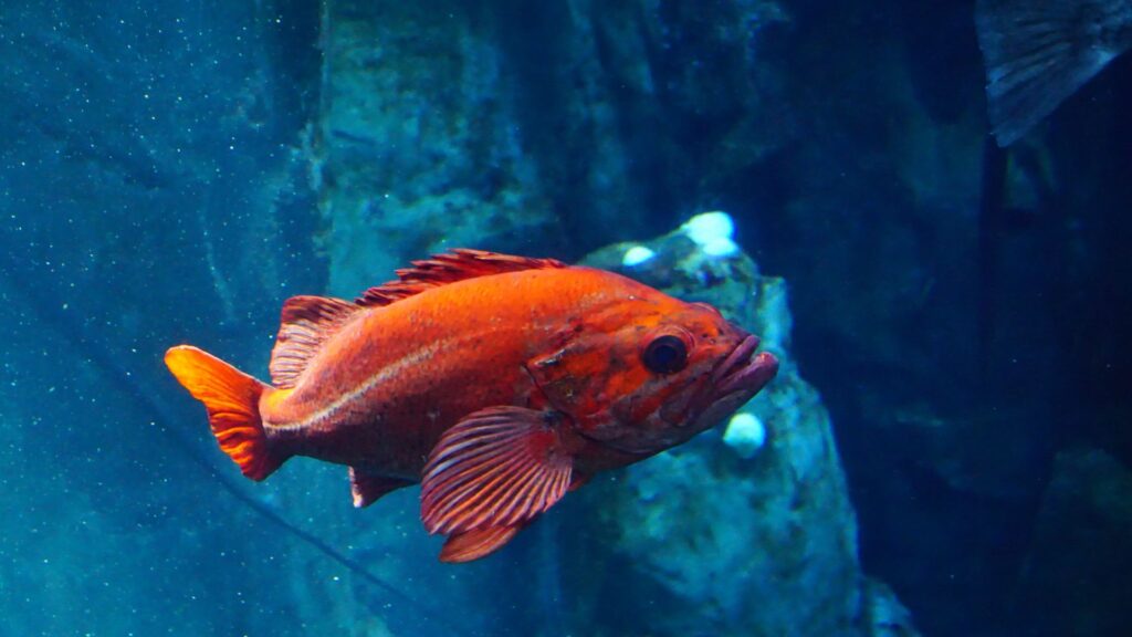 Quillback Rockfish