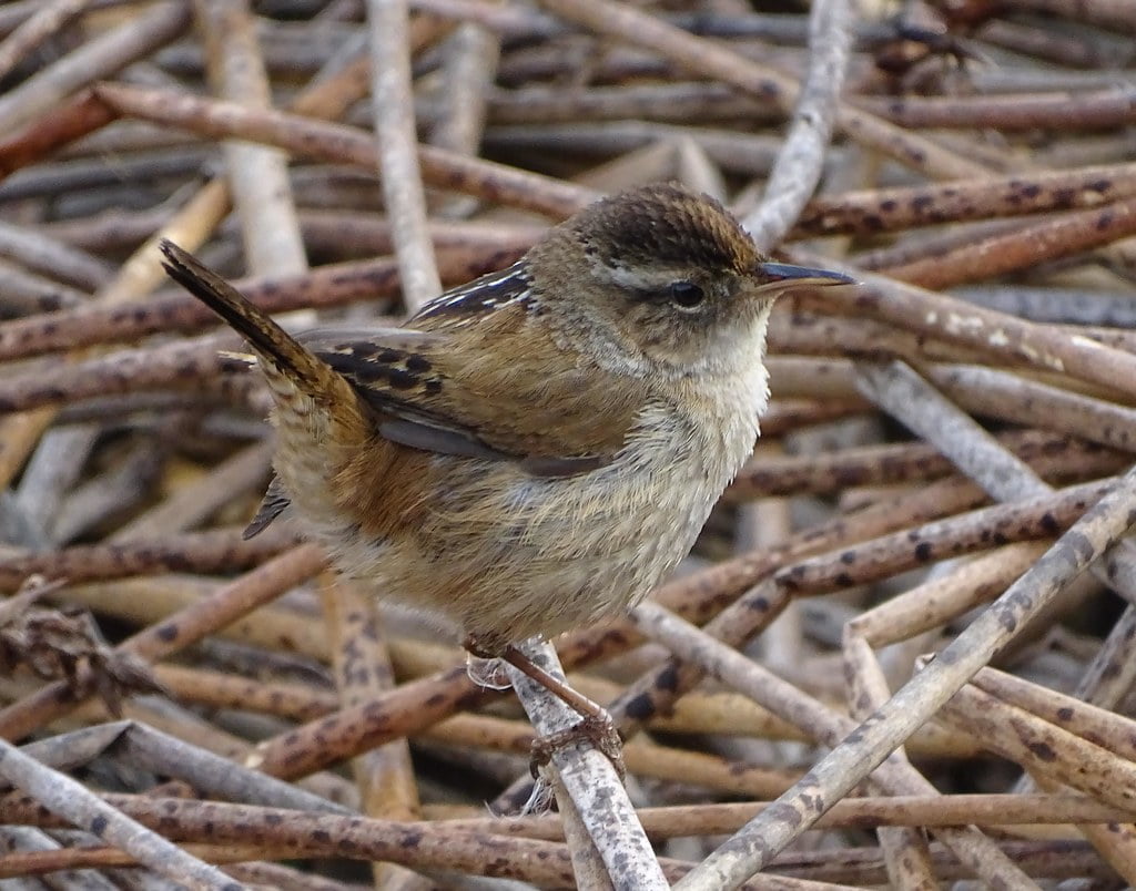 Quinn’s Wren