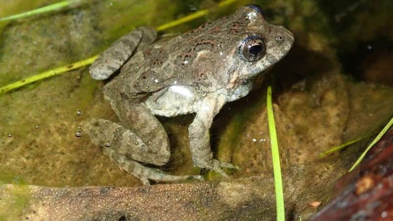 Quokka Frog