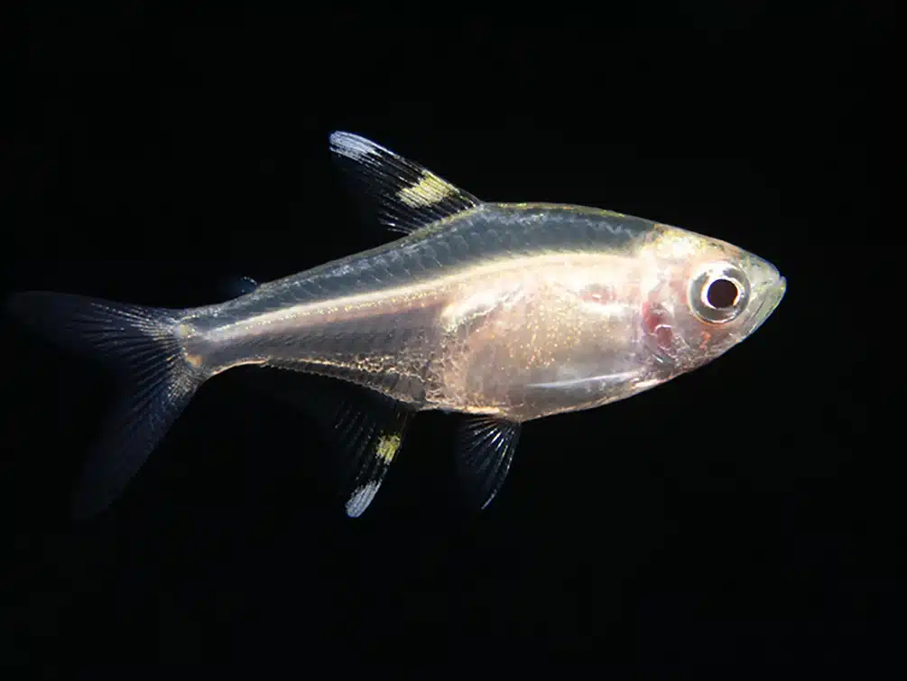 X-Ray Tetra