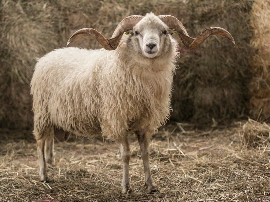 Xalda Sheep