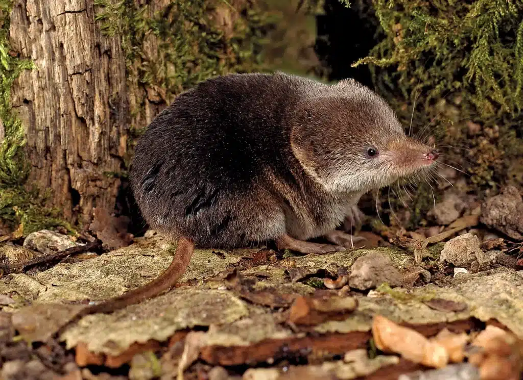 Xanthippe’s Shrew