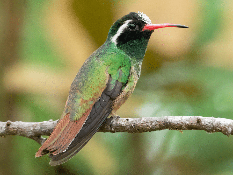 Xantus Hummingbird