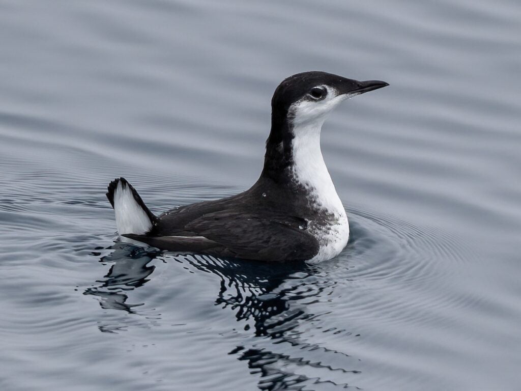 Xantus Murrelet