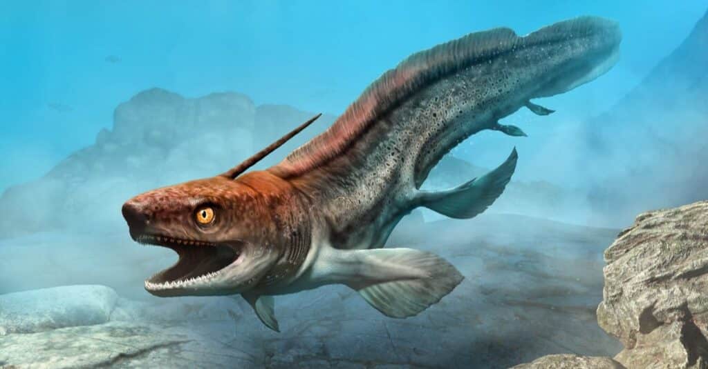 Xenacanthus