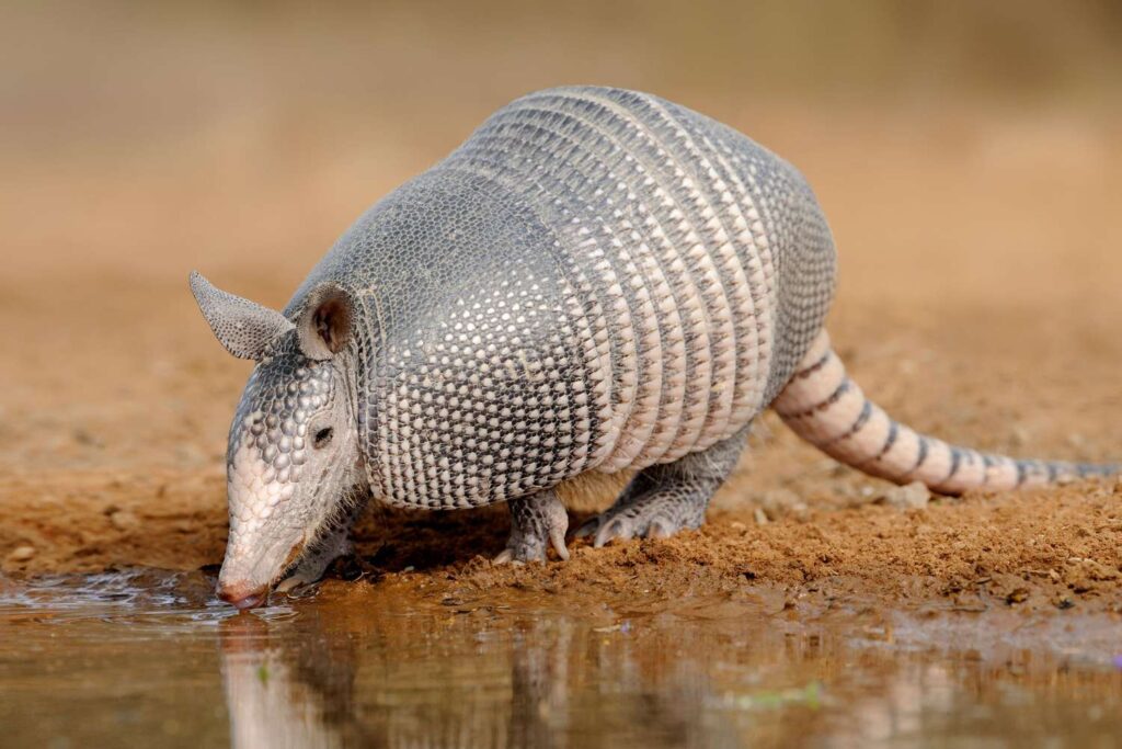 Xenarthra (Genus)