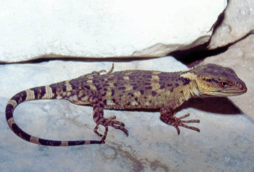 Xenosaurus Newmanorum (Genus)