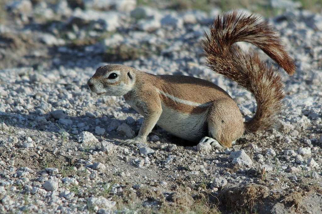 Xerus Erythropus (Genus)