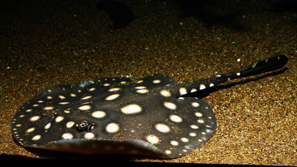 Xingu River Ray