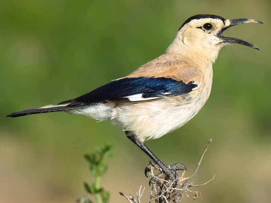 Xinjiang Ground Jay