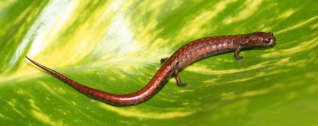 Xolocalca Bromeliad Salamander