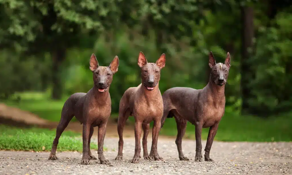 Xoloitzcuintli
