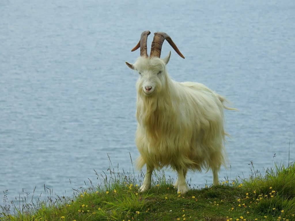 Xuhai Goat