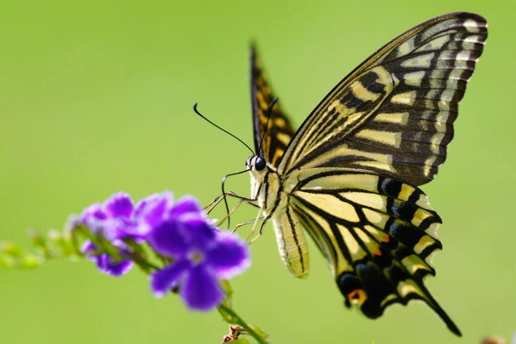 Xuthus Swallowtail